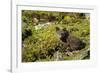 Arctic Fox, Svalbard, Norway-Paul Souders-Framed Premium Photographic Print