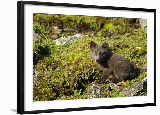 Arctic Fox, Svalbard, Norway-Paul Souders-Framed Premium Photographic Print