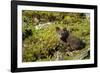 Arctic Fox, Svalbard, Norway-Paul Souders-Framed Premium Photographic Print