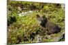 Arctic Fox, Svalbard, Norway-Paul Souders-Mounted Premium Photographic Print