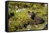 Arctic Fox, Svalbard, Norway-Paul Souders-Framed Stretched Canvas