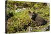 Arctic Fox, Svalbard, Norway-Paul Souders-Stretched Canvas
