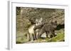 Arctic Fox, Svalbard, Norway-Paul Souders-Framed Photographic Print