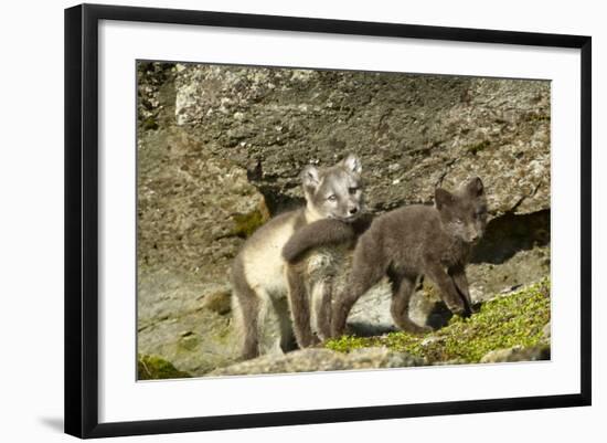 Arctic Fox, Svalbard, Norway-Paul Souders-Framed Photographic Print