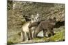 Arctic Fox, Svalbard, Norway-Paul Souders-Mounted Photographic Print