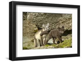 Arctic Fox, Svalbard, Norway-Paul Souders-Framed Photographic Print