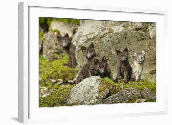 Arctic Fox, Svalbard, Norway-Paul Souders-Framed Photographic Print