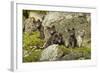 Arctic Fox, Svalbard, Norway-Paul Souders-Framed Photographic Print