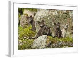 Arctic Fox, Svalbard, Norway-Paul Souders-Framed Photographic Print