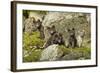 Arctic Fox, Svalbard, Norway-Paul Souders-Framed Photographic Print