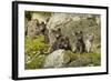 Arctic Fox, Svalbard, Norway-Paul Souders-Framed Photographic Print