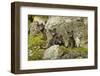 Arctic Fox, Svalbard, Norway-Paul Souders-Framed Photographic Print