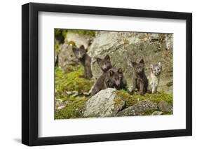 Arctic Fox, Svalbard, Norway-Paul Souders-Framed Photographic Print