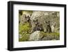 Arctic Fox, Svalbard, Norway-Paul Souders-Framed Photographic Print