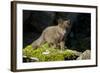 Arctic Fox, Svalbard, Norway-Paul Souders-Framed Photographic Print