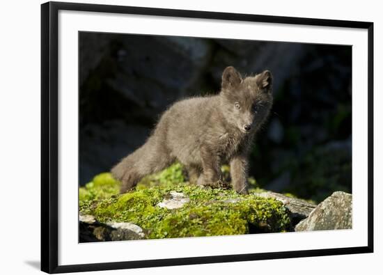Arctic Fox, Svalbard, Norway-Paul Souders-Framed Photographic Print