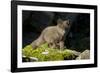 Arctic Fox, Svalbard, Norway-Paul Souders-Framed Photographic Print