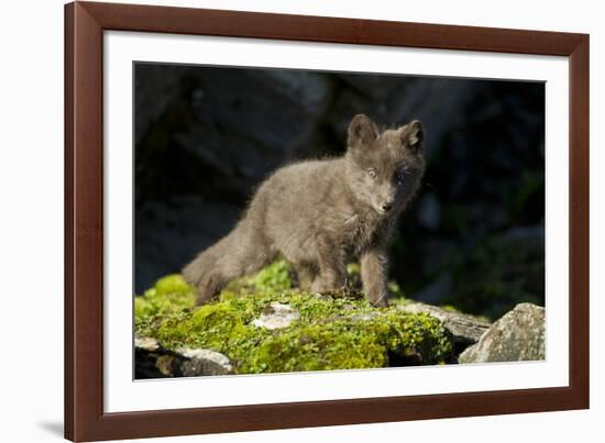 Arctic Fox, Svalbard, Norway-Paul Souders-Framed Photographic Print