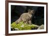 Arctic Fox, Svalbard, Norway-Paul Souders-Framed Photographic Print