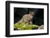 Arctic Fox, Svalbard, Norway-Paul Souders-Framed Photographic Print