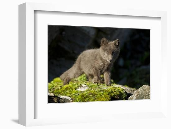 Arctic Fox, Svalbard, Norway-Paul Souders-Framed Photographic Print