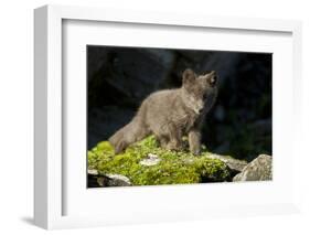 Arctic Fox, Svalbard, Norway-Paul Souders-Framed Photographic Print