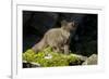 Arctic Fox, Svalbard, Norway-Paul Souders-Framed Photographic Print