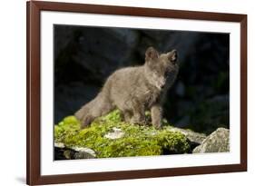 Arctic Fox, Svalbard, Norway-Paul Souders-Framed Photographic Print