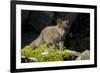 Arctic Fox, Svalbard, Norway-Paul Souders-Framed Photographic Print