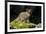 Arctic Fox, Svalbard, Norway-Paul Souders-Framed Photographic Print