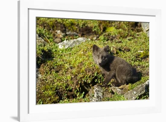 Arctic Fox, Svalbard, Norway-Paul Souders-Framed Photographic Print