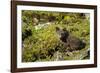 Arctic Fox, Svalbard, Norway-Paul Souders-Framed Photographic Print