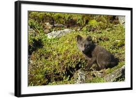 Arctic Fox, Svalbard, Norway-Paul Souders-Framed Photographic Print