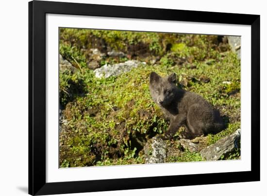 Arctic Fox, Svalbard, Norway-Paul Souders-Framed Photographic Print