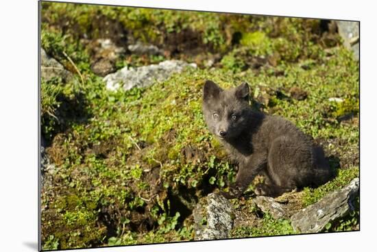 Arctic Fox, Svalbard, Norway-Paul Souders-Mounted Photographic Print