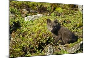 Arctic Fox, Svalbard, Norway-Paul Souders-Mounted Photographic Print