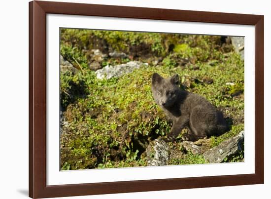 Arctic Fox, Svalbard, Norway-Paul Souders-Framed Photographic Print