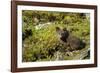 Arctic Fox, Svalbard, Norway-Paul Souders-Framed Photographic Print