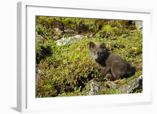 Arctic Fox, Svalbard, Norway-Paul Souders-Framed Photographic Print