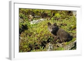 Arctic Fox, Svalbard, Norway-Paul Souders-Framed Photographic Print