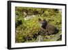 Arctic Fox, Svalbard, Norway-Paul Souders-Framed Photographic Print