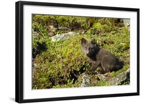 Arctic Fox, Svalbard, Norway-Paul Souders-Framed Photographic Print