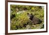 Arctic Fox, Svalbard, Norway-Paul Souders-Framed Photographic Print