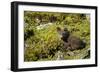 Arctic Fox, Svalbard, Norway-Paul Souders-Framed Photographic Print