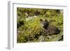 Arctic Fox, Svalbard, Norway-Paul Souders-Framed Photographic Print