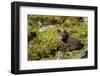 Arctic Fox, Svalbard, Norway-Paul Souders-Framed Photographic Print