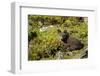 Arctic Fox, Svalbard, Norway-Paul Souders-Framed Photographic Print