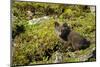 Arctic Fox, Svalbard, Norway-Paul Souders-Mounted Photographic Print