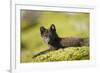 Arctic Fox, Svalbard, Norway-Paul Souders-Framed Photographic Print