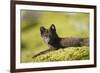 Arctic Fox, Svalbard, Norway-Paul Souders-Framed Photographic Print